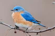 Ai sinh tháng Âm lịch này tài hoa, làm nghề gì cũng thăng quan