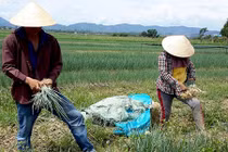 Những ruộng rau gia vị hốt bạc tỷ của nông dân Việt