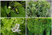 Những loại cây mọc dại xưa vứt đi giờ siêu đắt... không có mà mua