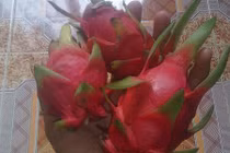 Cận cảnh thanh long tí hon hút hồn bà nội trợ