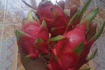 Cận cảnh thanh long tí hon hút hồn bà nội trợ