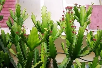 Đại kỵ phong thủy khi đặt bàn thờ, tránh được gia chủ gặp xung hóa cát