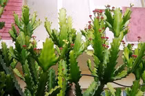 Đại kỵ phong thủy khi đặt bàn thờ, tránh được gia chủ gặp xung hóa cát