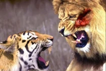 Clip: Những màn đại chiến khốc liệt giữa hổ và sư tử