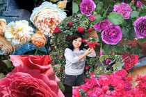 Vườn hoa hồng quý hiếm, đẹp như thiên đường của mẹ Việt xa xứ