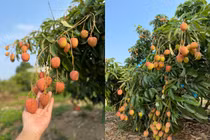 Vải chín sớm còn chua... giá "chát" khách vẫn tới tấp đặt mua