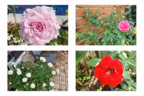 Lóa mắt vườn hồng trong biệt nghìn m2 của Vũ Thu Phương