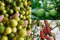 3 giống chanh lạ đắt đỏ gây sốt thị trường Việt 