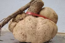 Mục sở thị loại nấm đắt như vàng ròng ở Việt Nam