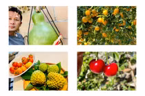 Mãn nhãn vườn hoa quả sai lúc lỉu trong biệt thự ở Mỹ của Bằng Kiều 