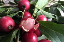 3 quả dại xưa “rụng thối gốc nay là đặc sản hút khách 