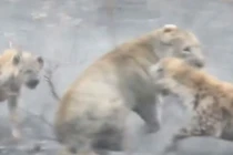 Clip: Sư tử cái trọng thương sau màn giao chiến với bầy linh cẩu 