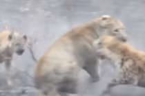 Clip: Sư tử cái trọng thương sau màn giao chiến với bầy linh cẩu 