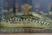 Mãng xà 45kg giá 10.000 USD được mua ngâm rượu như thế nào