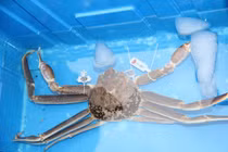 Cận cảnh loài cua “khủng” từng gây sốt với giá 1,6 tỷ đồng