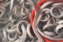 Ngỡ ngàng lươn “đáp” phi cơ xuất ngoại