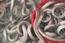 Ngỡ ngàng lươn “đáp” phi cơ xuất ngoại