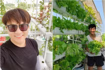 "Mướt mắt" vườn rau thủy canh tốt um trên sân thượng nhà sao Việt