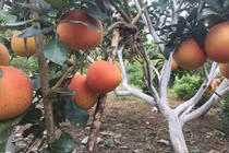 Những vườn bưởi đỏ tiến vua “hái ra tiền” dịp Tết Nguyên đán