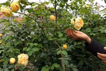 Xem đại gia vùng cao trồng hoa hồng trăm triệu