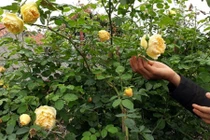 Xem đại gia vùng cao trồng hoa hồng trăm triệu