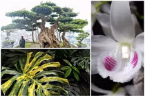"Té ghế" 3 loại cây cảnh giá trăm tỷ gây sốt ở Việt Nam 