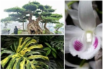 "Té ghế" 3 loại cây cảnh giá trăm tỷ gây sốt ở Việt Nam 