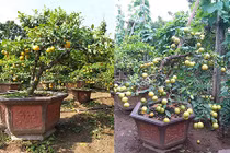 Phát sốt chanh vàng tứ quý bonsai tiền triệu chơi Tết