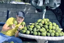 Cận cảnh khu vườn 1.200m2 trĩu quả của danh hài Vân Sơn