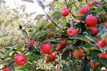 Táo Envy đắt đỏ được trồng như thế nào?