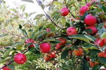 Táo Envy đắt đỏ được trồng như thế nào?