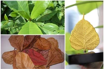 Khó tin những mặt hàng kỳ lạ hút khách trên chợ mạng