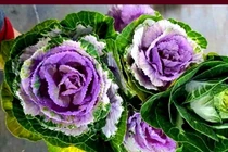 Bắp cải sắc màu chị em tới tấp đặt mua... ngắm chơi