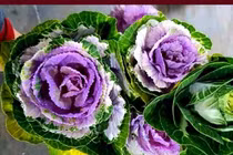 Bắp cải sắc màu chị em tới tấp đặt mua... ngắm chơi