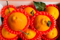Sự thật về quýt chum giống Nhật chỉ 20.000 đồng “dội” chợ mạng
