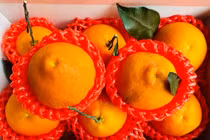 Sự thật về quýt chum giống Nhật chỉ 20.000 đồng “dội” chợ mạng
