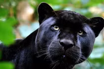 Chi 3,5 triệu để ve vuốt báo đen, phải nhận cái kết đau đớn