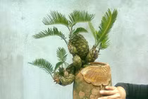 Thích thú ngắm vạn tuế mini lên chậu cảnh chơi Tết