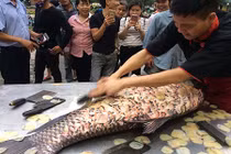 Nhà hàng Hà Nội mổ xẻ "siêu thủy quái' cá hô 200 triệu