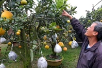 Đỉnh của đỉnh ghép 10 loại quả vào một cây cùng chín dịp Tết