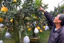 Đỉnh của đỉnh ghép 10 loại quả vào một cây cùng chín dịp Tết