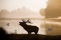 Bệnh dịch “xác sống” lan tràn ở Mỹ đe dọa đến con người