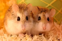 Kinh hoàng 5 loài bị cấm trở thành "hàng hot" ở Việt Nam