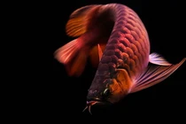 Bí mật về loại cá đắt đỏ hơn cả siêu xe Ferrari