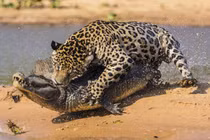 Clip: Báo kết liễu cá sấu trong chớp mắt