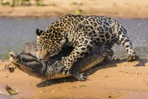 Clip: Báo kết liễu cá sấu trong chớp mắt