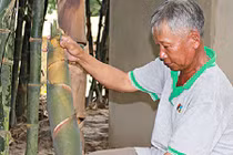 Chỉ trồng 3 sào tre Tứ Quý, mỗi tháng lời hơn 10 triệu