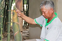 Chỉ trồng 3 sào tre Tứ Quý, mỗi tháng lời hơn 10 triệu