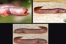 Loài cá bống hiền lành ở miền Tây có cái đầu và hàm răng ghê sợ