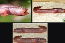 Loài cá bống hiền lành ở miền Tây có cái đầu và hàm răng ghê sợ